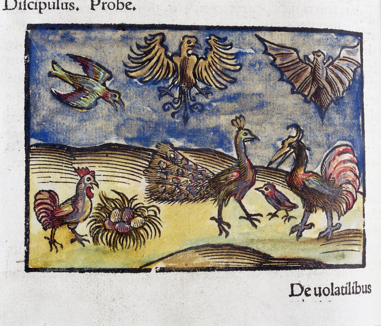 Histoire naturelle, zoologie 16e siecle: oiseaux et chauve souris 作者 不明