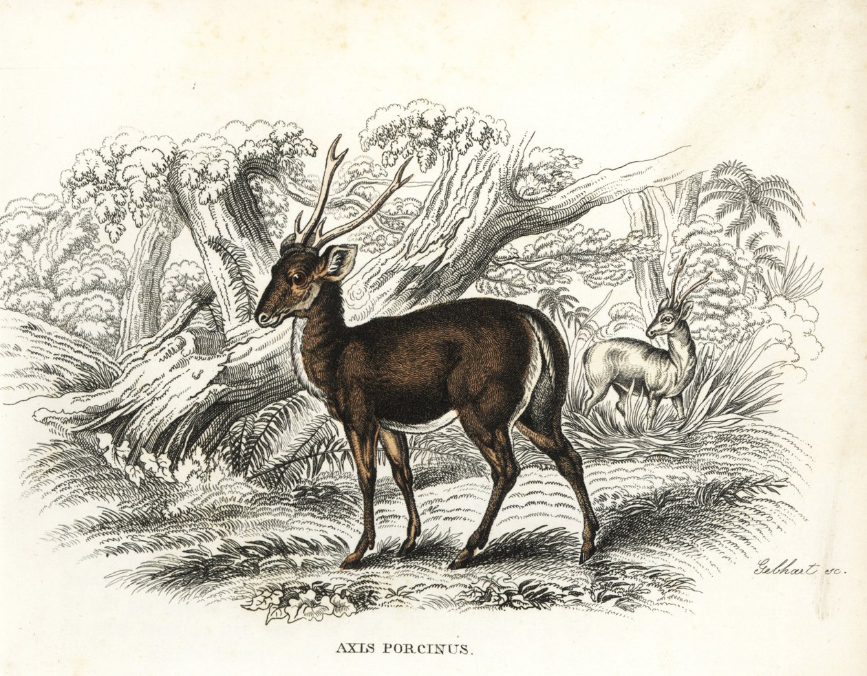 濒临灭绝的猪鹿（Axis porcinus）。Gebhart 的手工彩色石版画，出自 Georg Friedrich Treitschke 的自然历史画廊，Naturhistorischer Bildersaal des Thierreiches，Liepzig-1842。 作者 未知艺术家