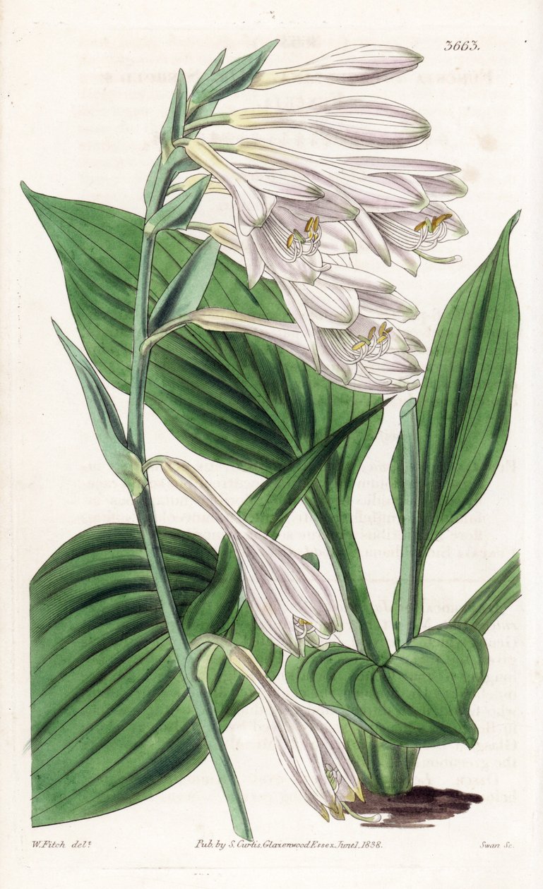 来自日本的玉簪--Hosta sieboldii（西博尔德博士的风信子，Funkia sieboldiana）。根据伦敦威廉-杰克逊-胡克尔的《植物杂志》中沃尔特-菲奇的植物插图制作的手工彩色铜版画 作者 未知艺术家