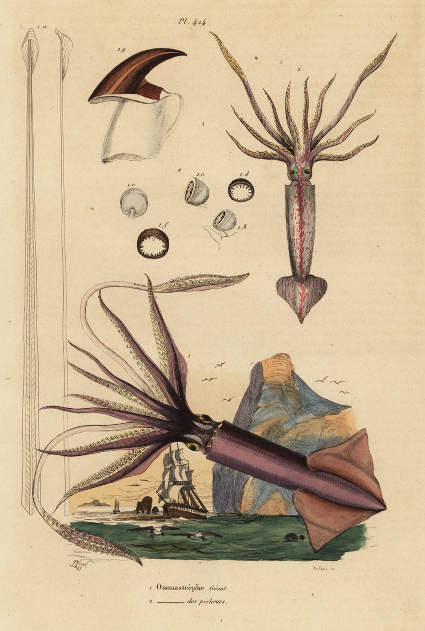 洪堡乌贼 Dosidicus gigas 1 和欧洲飞乌贼 Todarodes sagittatus 2。 Ommastrephe geant，Ommastrephe des pecheurs 作者 不明