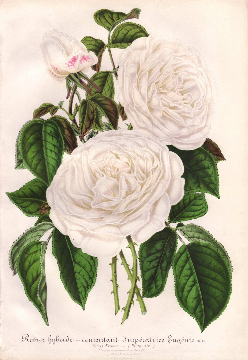 杂交白玫瑰，Imperatrice Eugenie，欧也妮皇后。L. Stroobant 为根特 "L
