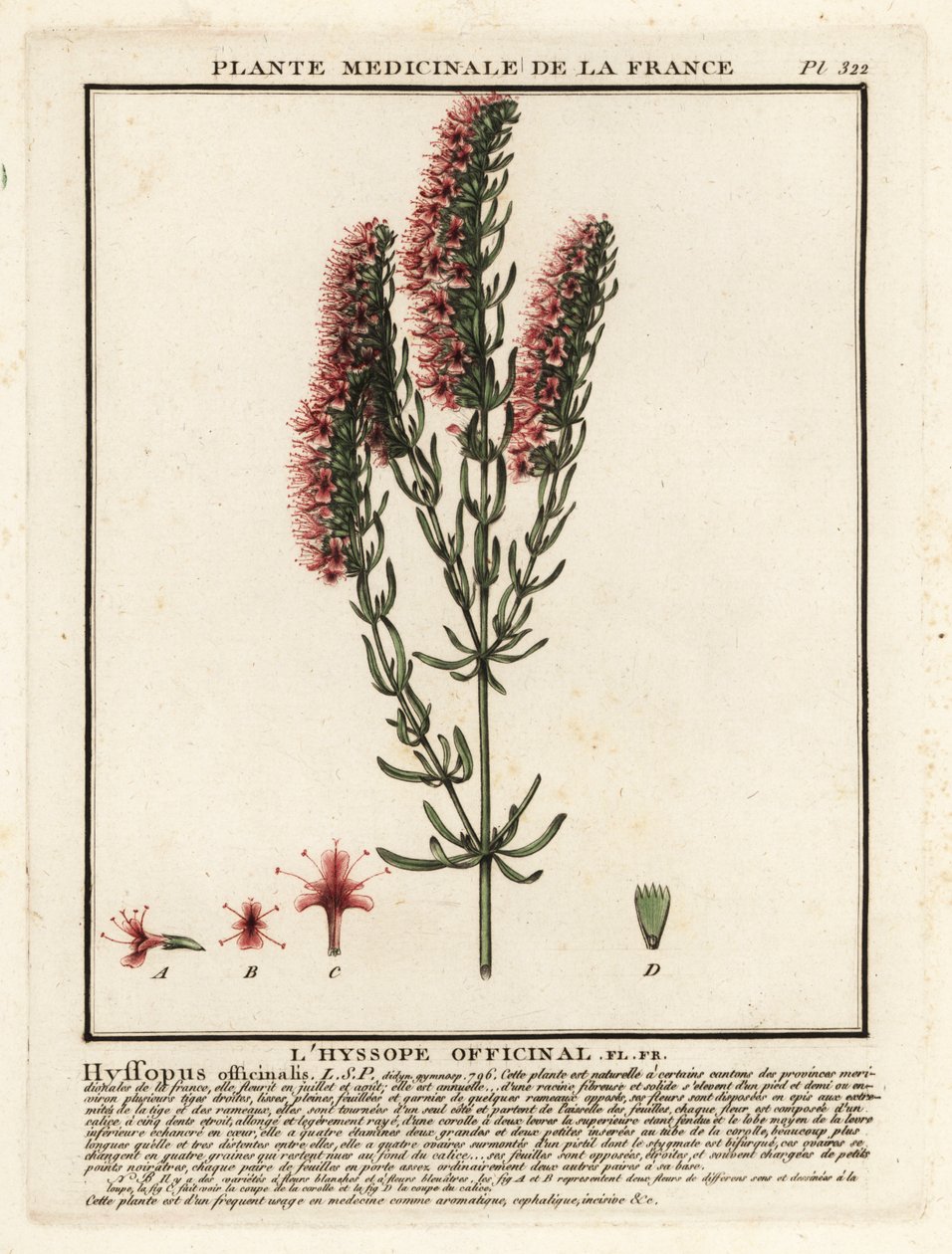 牛膝草（Hyssopus officinalis）。 作者 未知艺术家