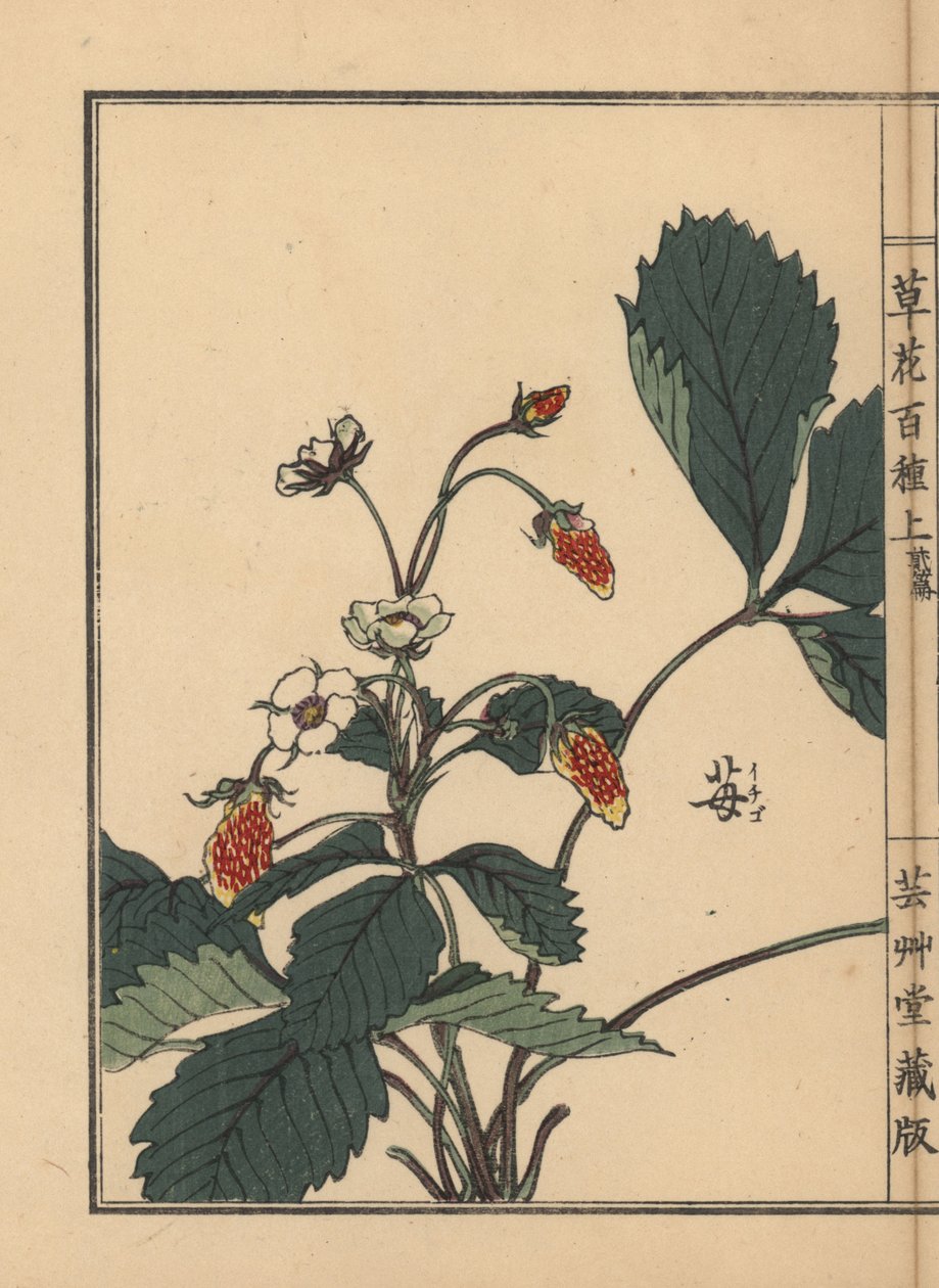 Ichigo 或草莓，Fragaria ananassa。Kono Bairei 的手绘木版画，选自《百花图》，东京，Yamada。 作者 未知艺术家