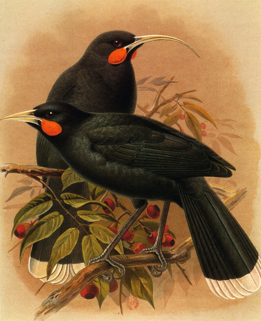 插图/Heteralocha acutirostris/Huia dimorphe/Huia 作者 不明