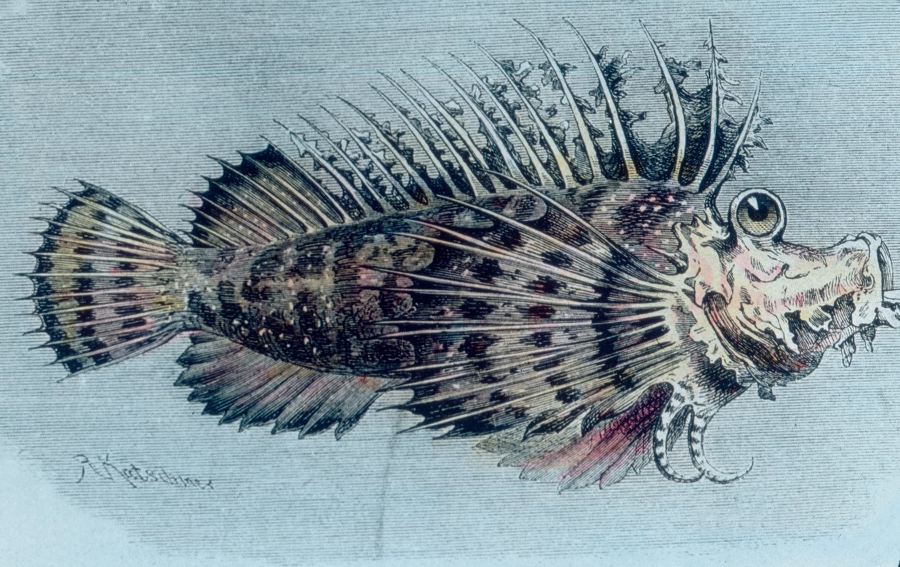 冠鱼（Lophotidae）的插图 作者 未知艺术家