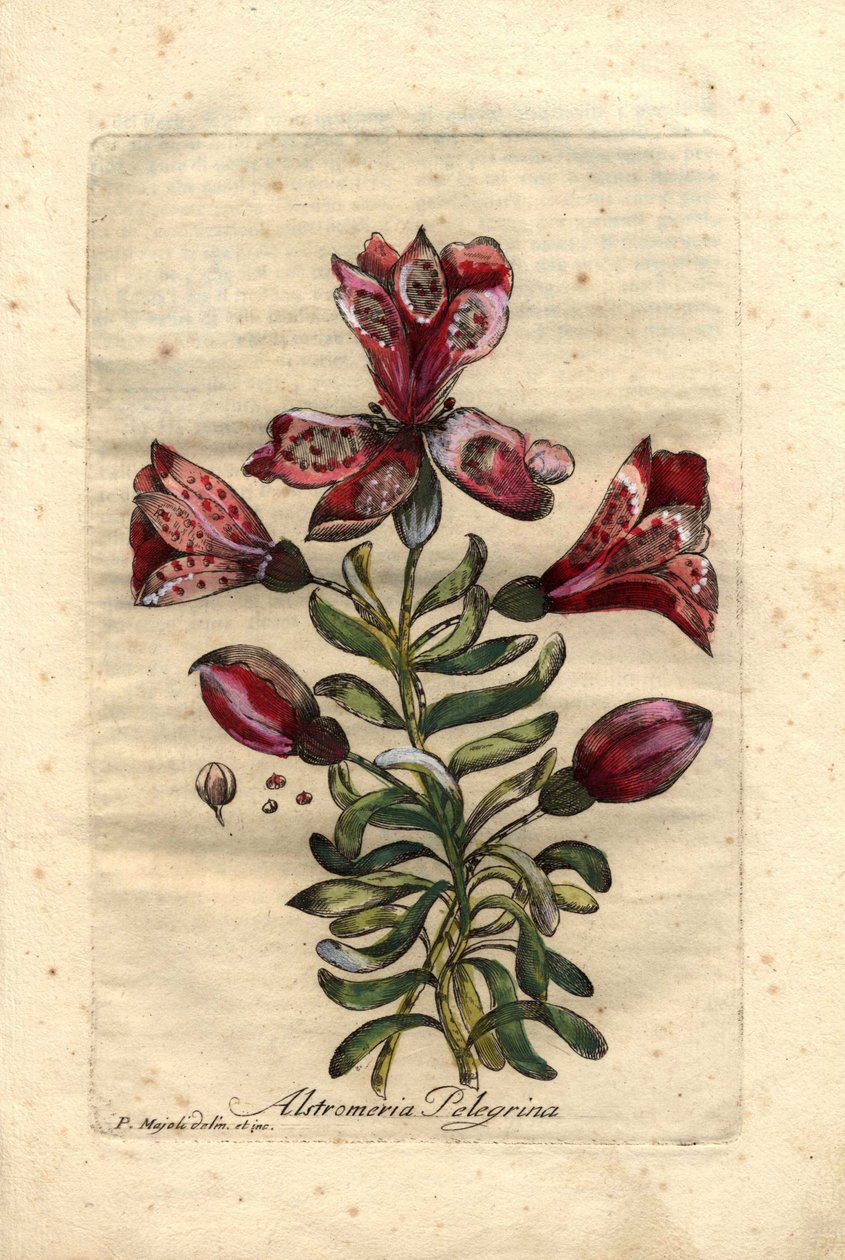 印加百合（Alstromeria pelegrina），原产于秘鲁和智利。花、叶、茎和种子的描述。Eau forte en couleurs》，P.Maioli（或 Majoli）绘制，Giuseppe Bianchi 雕刻，1786 年出版，收录在约翰-希尔的《奇趣与优雅十年》中。 作者 未知艺术家