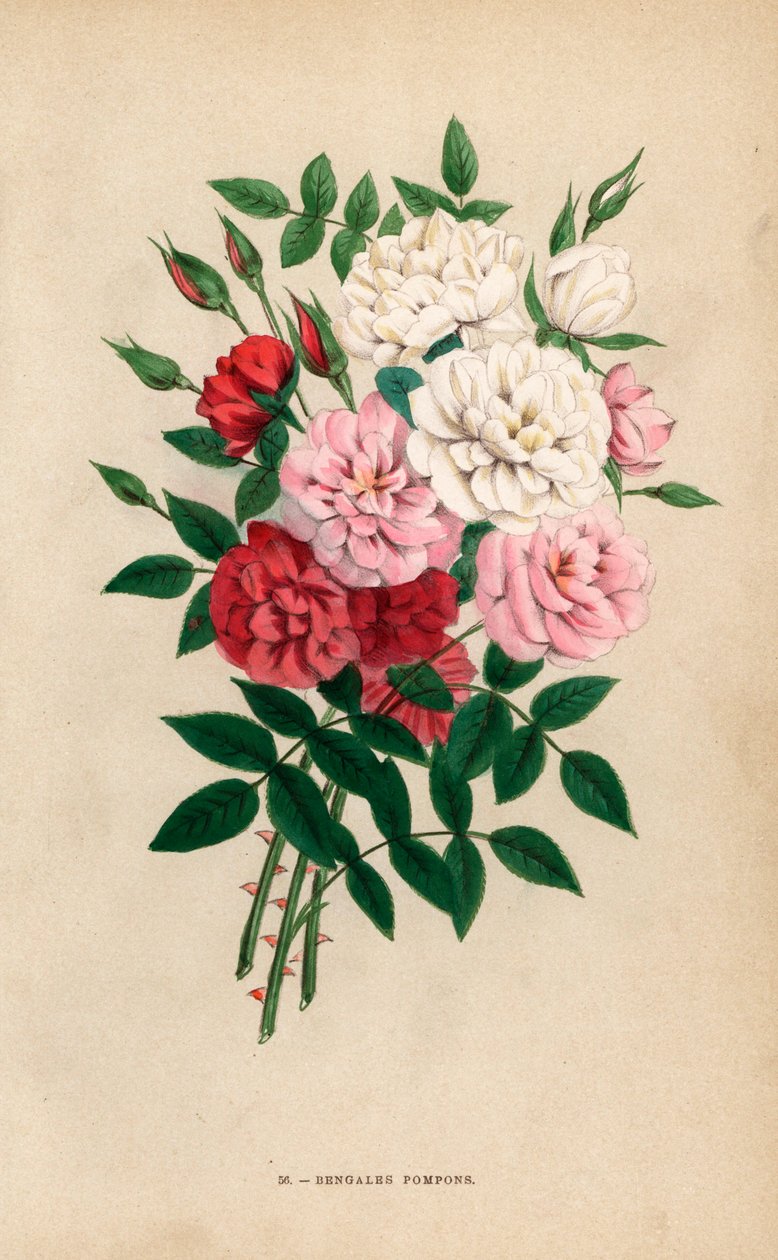 印度钮扣玫瑰，孟加拉绒球，蔷薇杂交种。F. Grobon 根据 Hippolyte Jamain 和 Eugene Forney 的 "Les Roses"（《玫瑰花》）绘制并石版印刷的彩色石版画，巴黎，J. Rothschild 出版社。 作者 未知艺术家