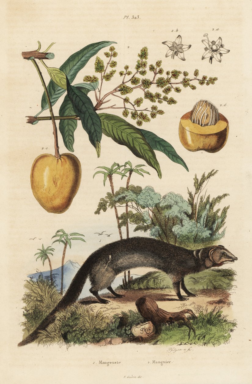 印度灰獴，Harpestes edwardsi 1和芒果，Mangifera indica 2 作者 不明