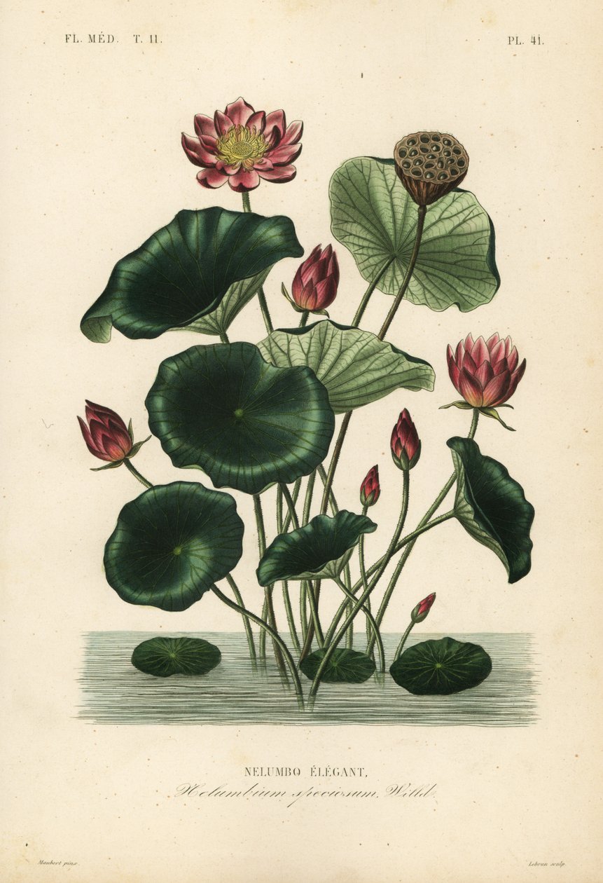 印度莲花、 Nelumbo nucifera、 Nelumbium speciosum、 Nelumbo 优雅 作者 不明