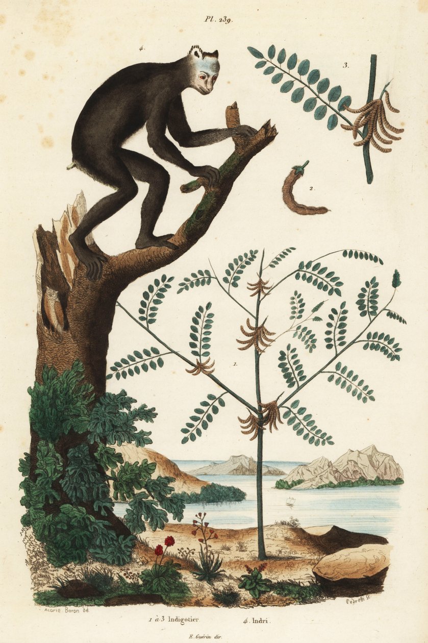 Indigo plant, Indigofera atropurpurea 1-3, and indri or babakoto, Indri indri, critically endangered lemur 4 作者 不明