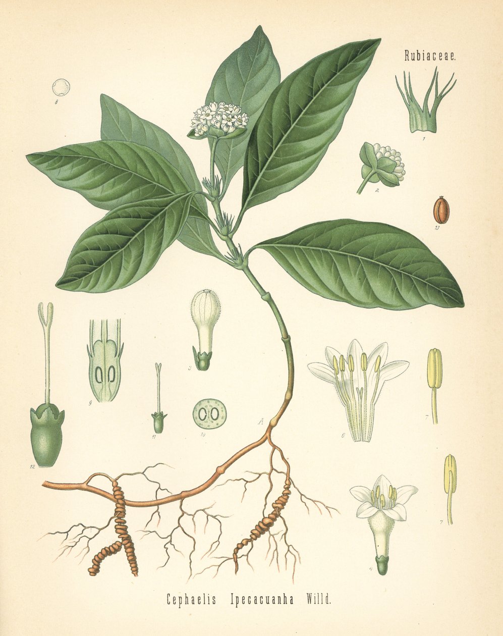 ipecacuanha，Carapichea ipecacuanha（Cephaelis ipecacuanha）。根据 Hermann Adolph Koehler 的《药用植物》中的植物插图绘制的彩色石版画，该书由 Gustav Pabst 编辑，Koehler，德国 作者 未知艺术家