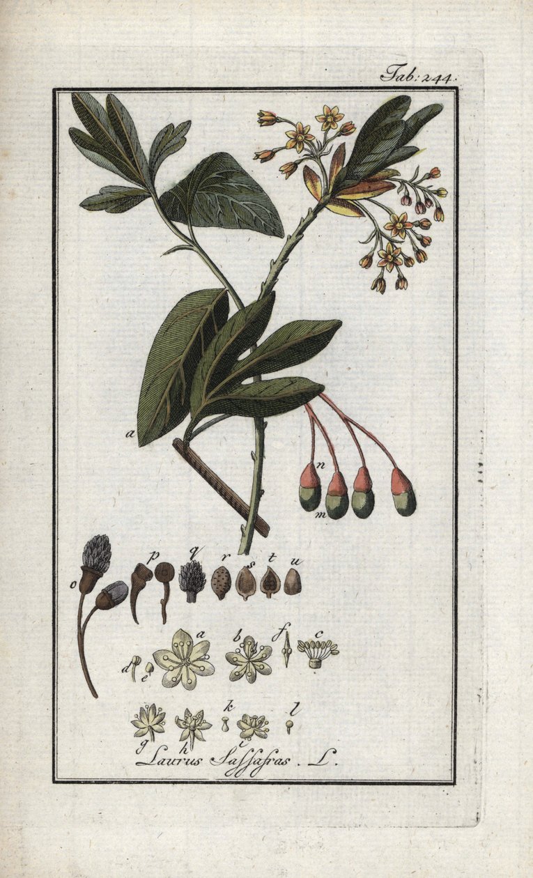 易洛魁月桂（Sassafras albidum）。石版画，选自约翰内斯-佐恩（1739-1799 年）的 "Afbeelding der Artseny-Gewassen"，荷兰 作者 未知艺术家
