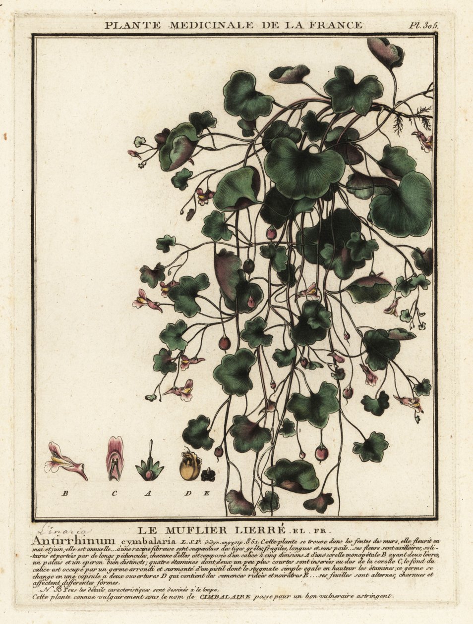 常春藤叶蟾蜍，Cymbalaria muralis。 作者 未知艺术家