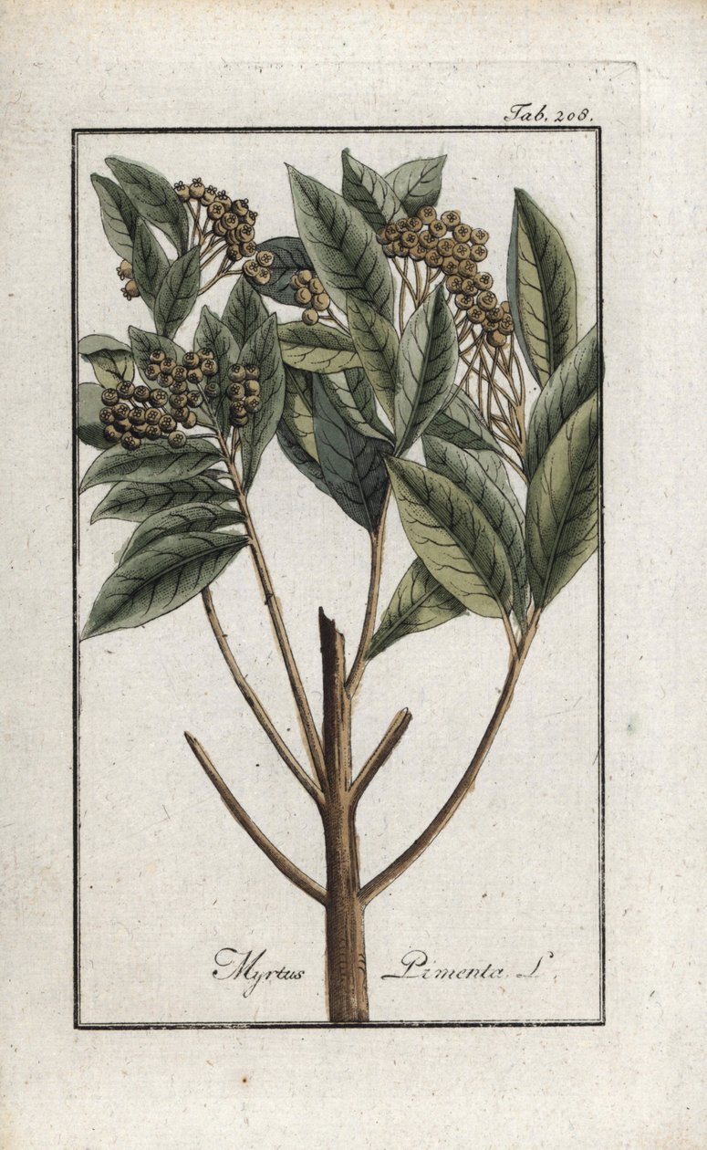 牙买加胡椒或四香料或吉罗弗里胡椒（Pimenta dioica）。约翰内斯-佐恩（Johannes Zorn，1739-1799 年）"Afbeelding der Artseny-Gewassen "中的石版画，荷兰 作者 未知艺术家