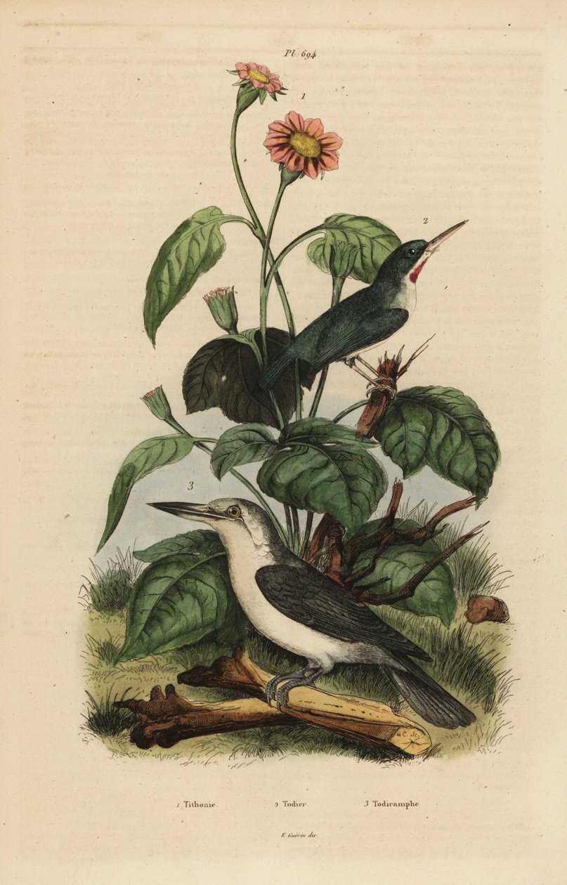 牙买加鸟类，Todus todus，马里亚纳翠鸟，Todiramphus albicilla，以及向日葵，Tithonia tagetiflora 作者 不明