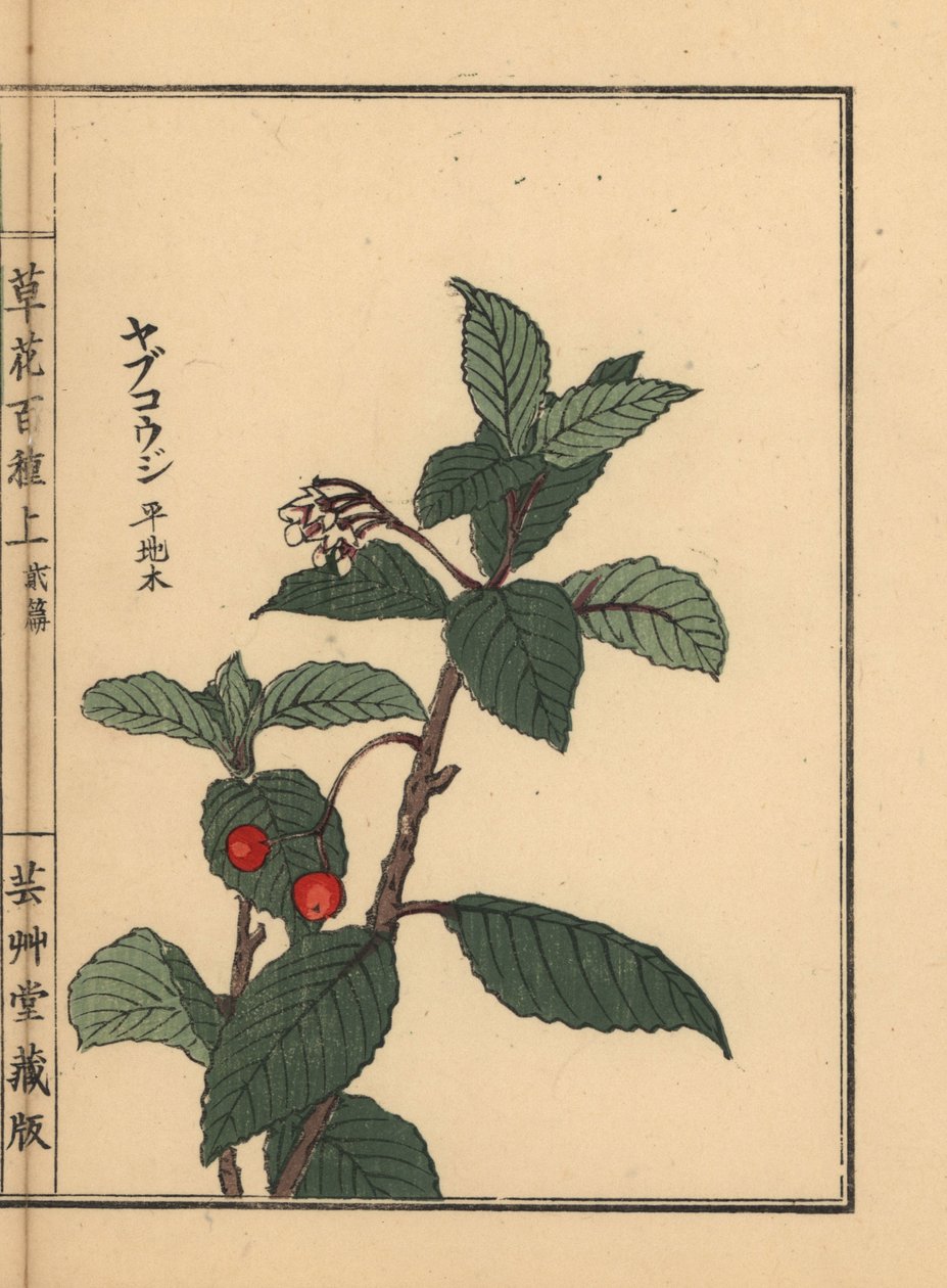 日本紫金牛或千里门万寿菊，日本紫金牛。Kono Bairei 的手绘木版画，选自《百花图》，东京，Yamada。 作者 未知艺术家
