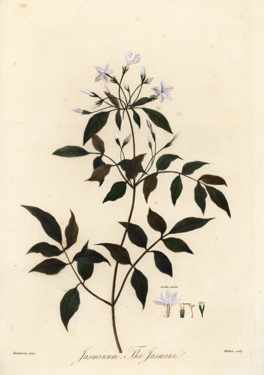 茉莉花，茉莉花。 1805（雕刻） 作者 未知艺术家