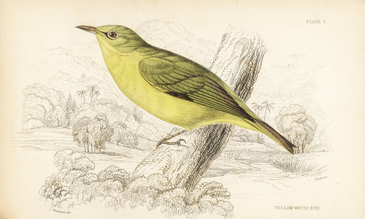 爪哇白眼，Zosterops flavus（黄白眼，Zosterops flava）。William Lizars 根据 William Swainson 的作品绘制的手工彩色钢板雕刻，选自 William Jardine 爵士的《博物学家图书馆》：鸟类学：西非鸟类》，爱丁堡，W.H. Lizars 作者 未知艺术家