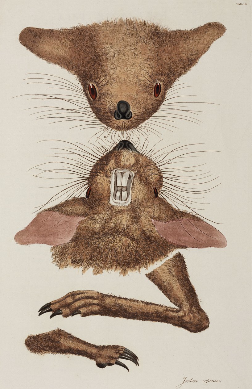 Jerboa 作者 未知艺术家