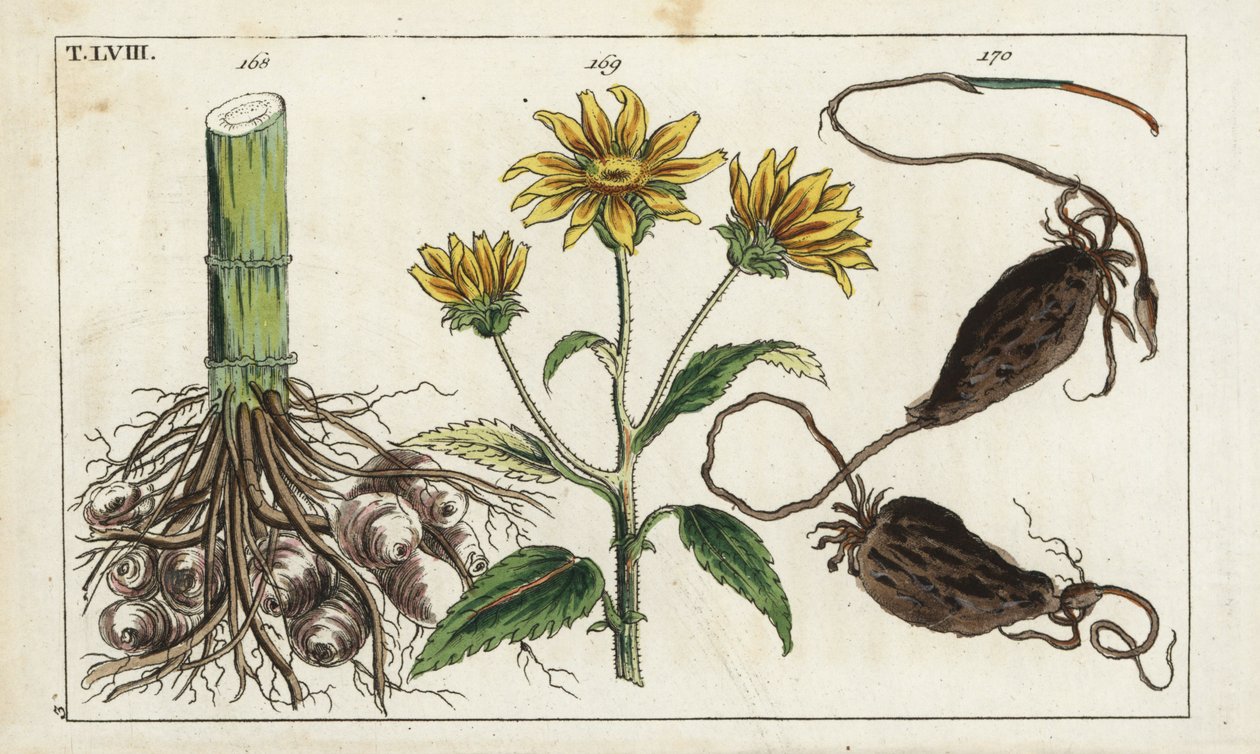 菊芋（耶路撒冷洋蓟），Helianthus tuberosus 根 作者 未知艺术家