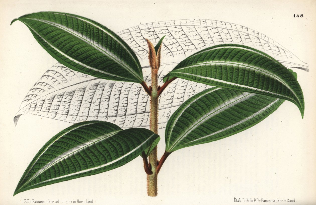 强尼莓品种，Miconia pulverulenta var trifasciata。由 P. de Pannemaeker 根据布鲁塞尔的 Jean Linden
