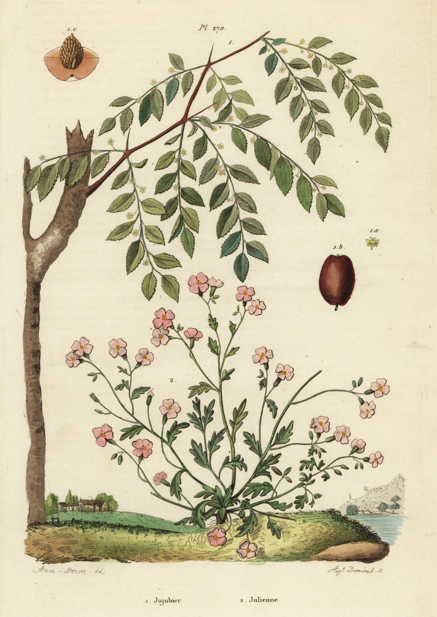 枣树或中国枣，Ziziphus jujuba 1，和弗吉尼亚州的股票，Malcolmia maritima 2 作者 不明