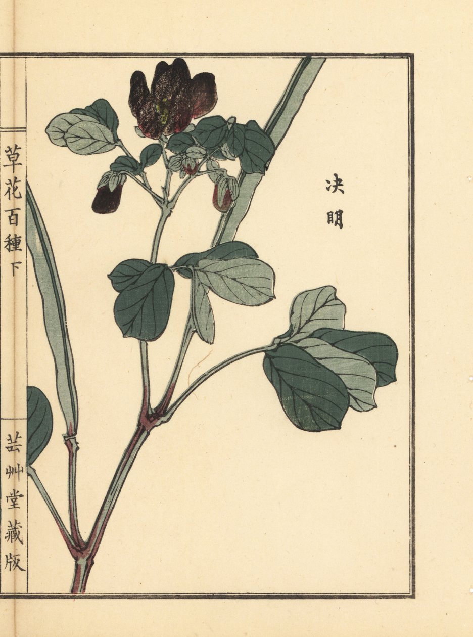 Ketsumei，中国番泻叶或镰刀草，Senna obtusifolia。Kono Bairei 的手绘木版画，选自《百花图》，东京，Yamada。 作者 未知艺术家