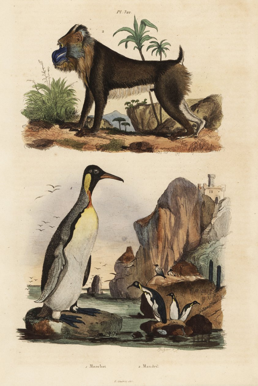 国王企鹅，Aptenodytes patagonicus 1，和山魈，Mandrillus sphinx，脆弱，2 作者 不明