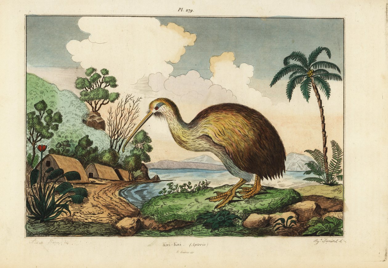 Kiwi bird, Apteryx australis 作者 不明