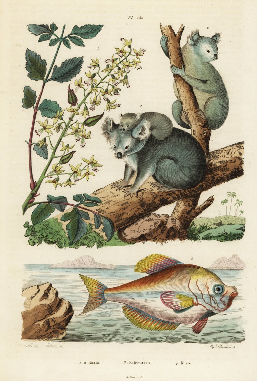 考拉，Phascolarctos cinereus 1,2，漆树，Koelreuteria paniculata 3，和印度驼峰，Kurtus indicus 4。 考拉，kolreuteria，kurte 作者 不明