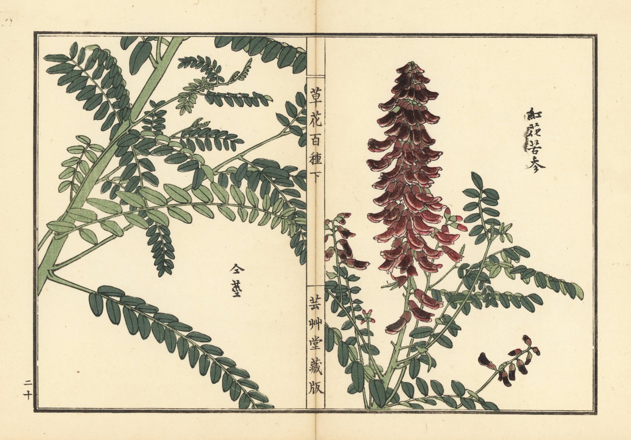 库卡（Kouka 或 kujin），槐属植物。根在中药中用作 "苦参"。Kono Bairei 的手绘木版画，选自《百花图》，东京，Yamada。 作者 未知艺术家