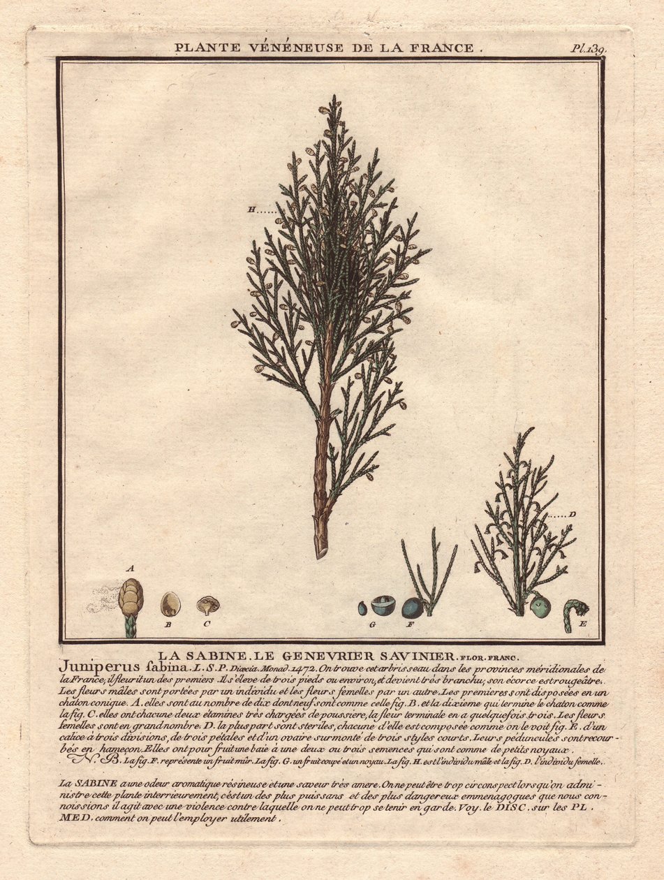 La Sabine，萨维尼埃杜松。静脉植物，描述雄枝（中）和雌枝（左），以及不同成熟阶段果实的细节。18 世纪，载于《Herbier de la France》（1780-1793 年），绘图，雕刻。 作者 未知艺术家