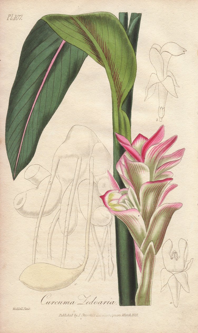 La Zedoaire (Curcuma zedoaria) - William Clarke 为 John Stephenson 和 James Morss Churchill 的 "Medical Botanical, Description of the Medicinal Plants of London, Edinburgh and Dublin"（《医学植物学，伦敦、爱丁堡和都柏林药用植物描述》）绘制插图的强力水，John Churchill 于 2008 年在伦敦出版。 作者 未知艺术家