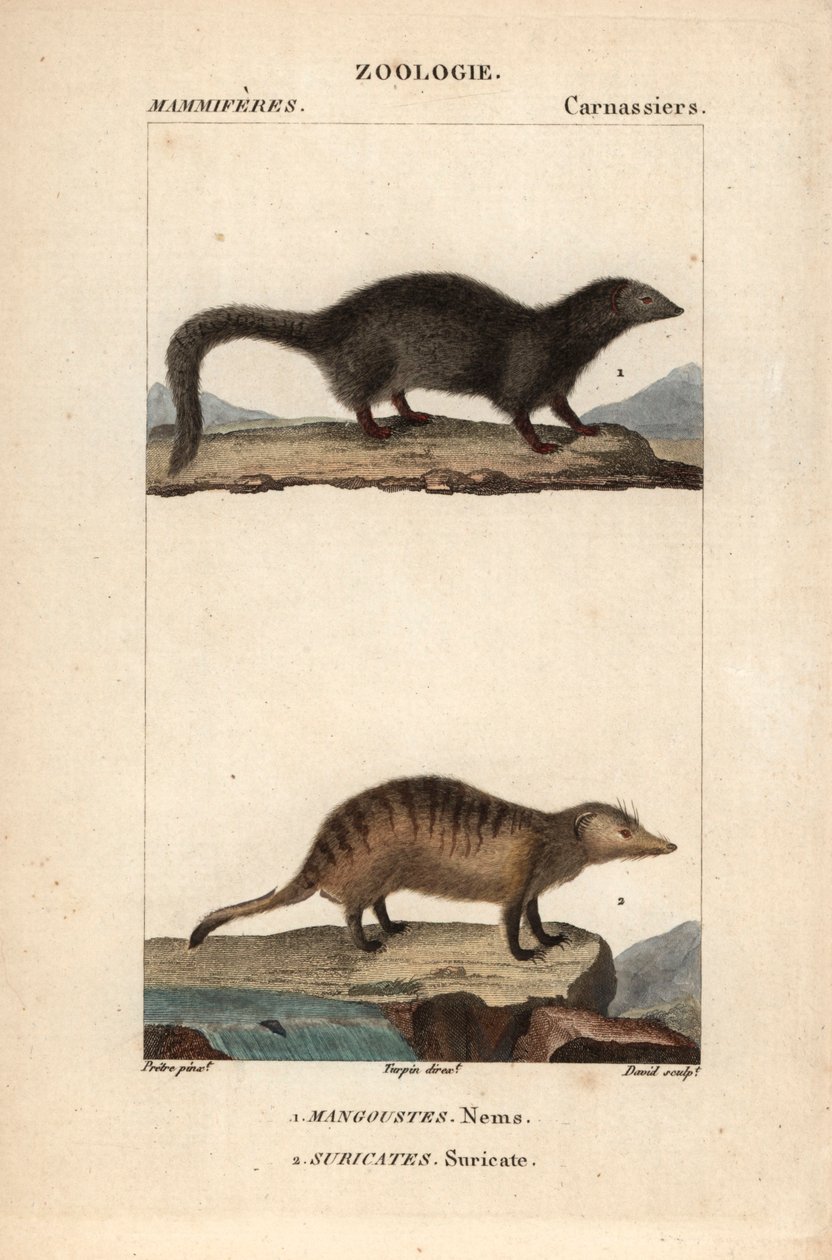 La mangouste et le suricate - Eau forte》，Jean Gabriel Pretre（1780-1845 年）著，Carnonkel 刻版，为 Frederic Cuvier 著、Pierre Jean Francois Turpin（1775-1840 年）编辑的《自然科学词典：哺乳动物》所用，由巴黎 F.G.Levrault 出版社出版。 作者 未知艺术家