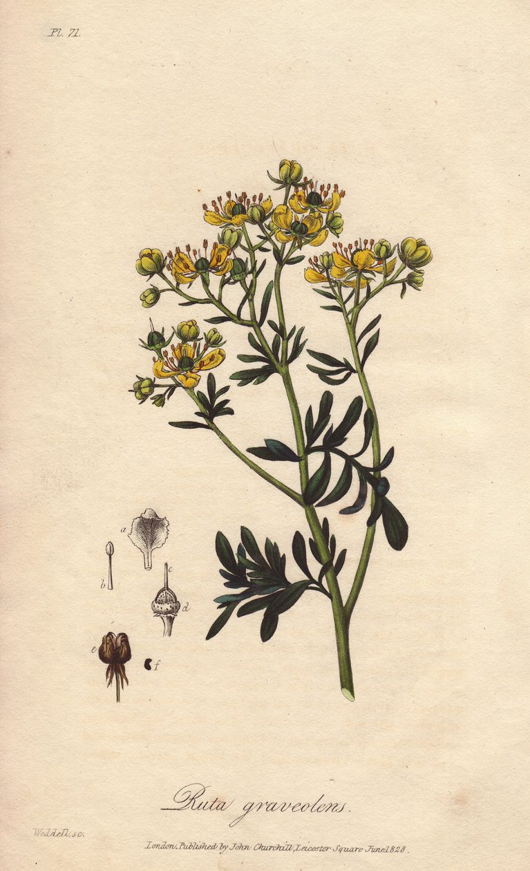La rue des jardin ou rue fetide (Ruta graveolens) - William Clarke 为 John Stephenson 和 James Morss Churchill 在伦敦出版的《Botanique medicale, description des plantes medicinales de London, Edinburgh et Dublin》绘制的插图。 作者 未知艺术家