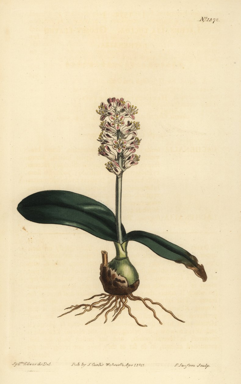 Lachenalia pallida (Glossy leaved lachenalia, Lachenalia lucida) 作者 不明
