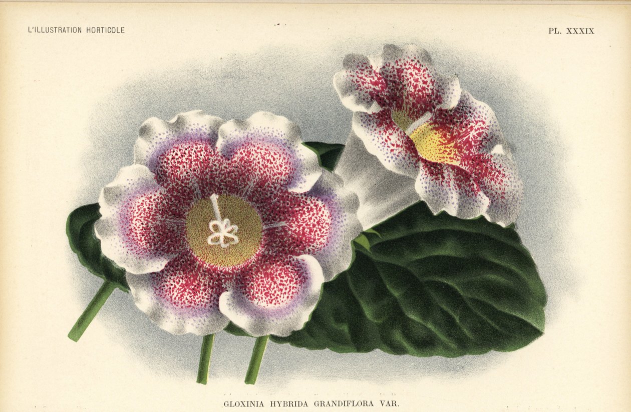由 Ferd.Kegeljan 培育的大花钩吻杂交种，Gloxinia hybrida grandiflora。Pieter de Pannemaeker 根据 A. Goossens 的插图绘制的彩色石版画，插图出自布鲁塞尔的 Jean Linden
