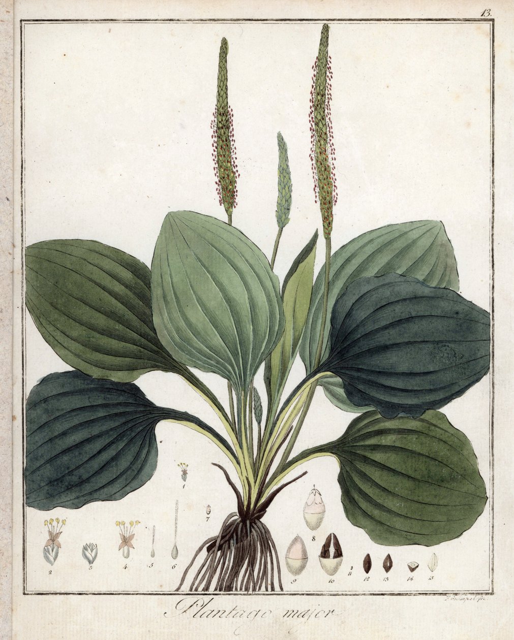 大车前草或大车前草（或鸟类车前草）--F. Guimpel 的石版画，摘自 Friedrich Gottlob Haynes（1763-1832 年）的医学植物学，柏林 作者 未知艺术家