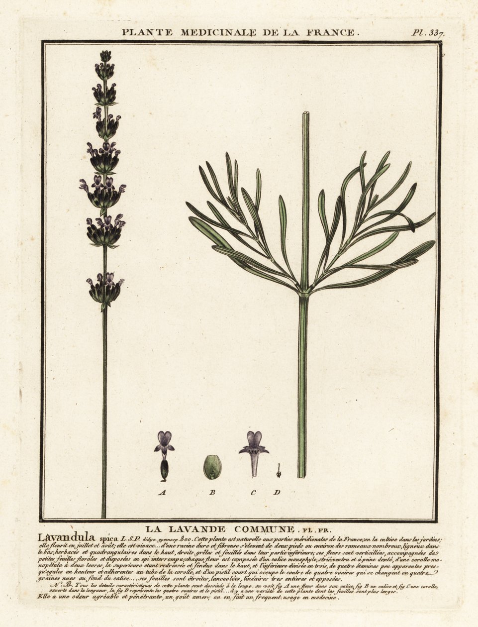 薰衣草，Lavandula angustifolia。 作者 未知艺术家