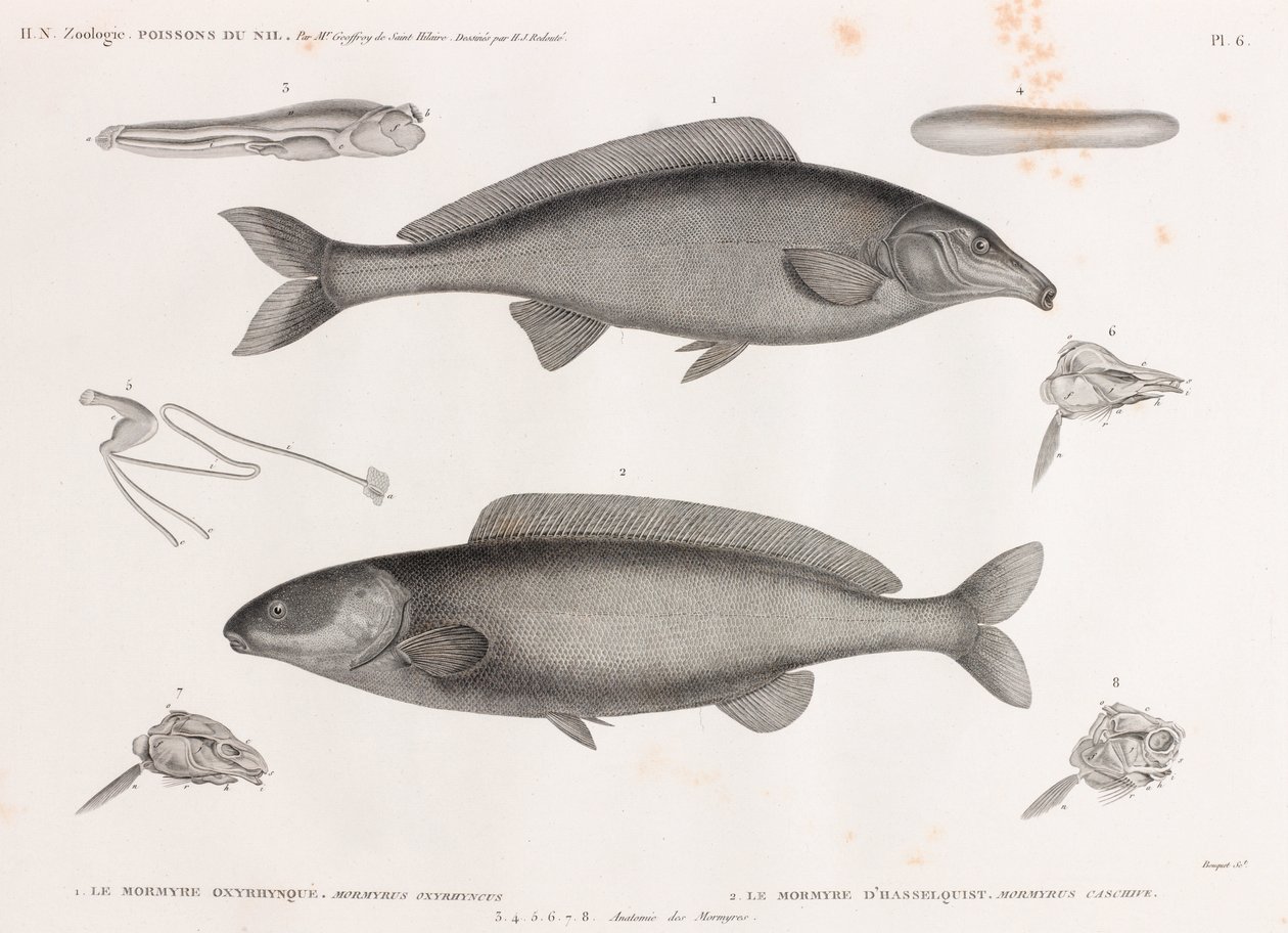 Le Mormyre Oxyrhynque & Le Mormyre D