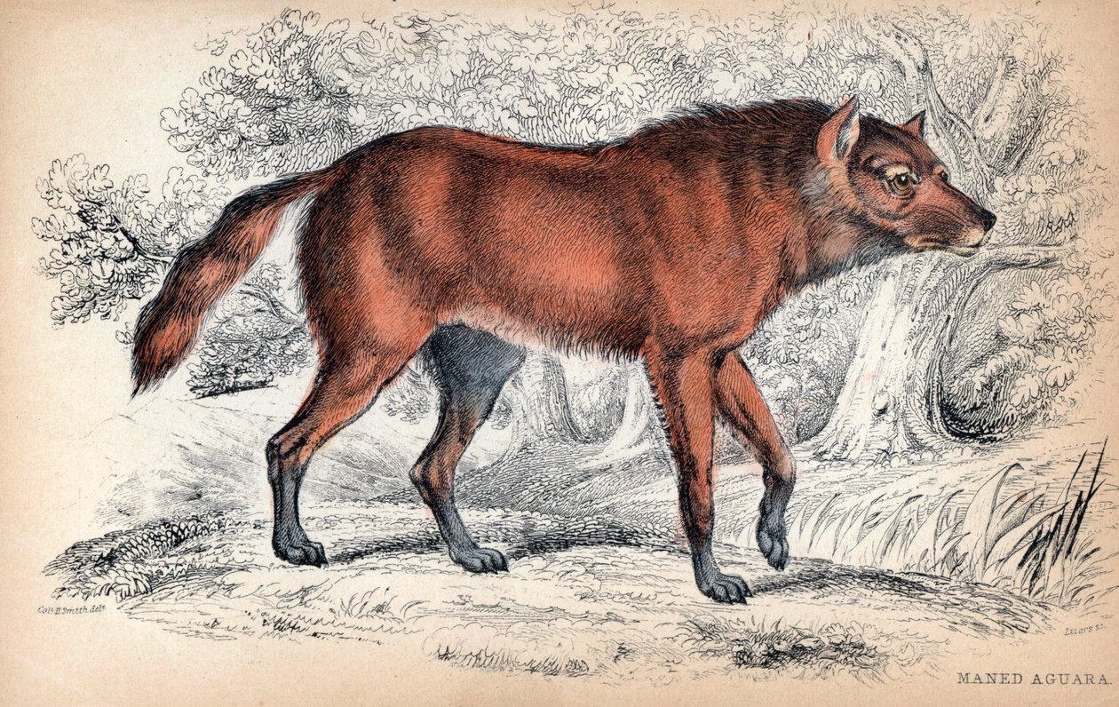 Le loup a criniere, Chrysocyon brachyurus - 查尔斯-汉密尔顿-史密斯上校为《博物学家图书馆》绘制的石版画：威廉-怡和爵士的《狗》，苏格兰爱丁堡 W. H. Lizars 版 作者 未知艺术家