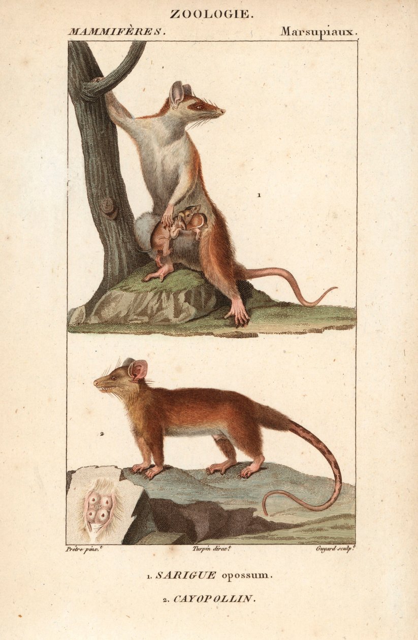 Le sarigue ou opossum et le cayopollin - Eau forte，Jean Gabriel Pretre（1780-1845 年）著，Carnonkel 刻版，为 Frederic Cuvier 著、Pierre Jean Francois Turpin（1775-1840 年）编辑、F.G.Levrault 出版的《自然科学词典：哺乳动物》所作、 作者 未知艺术家
