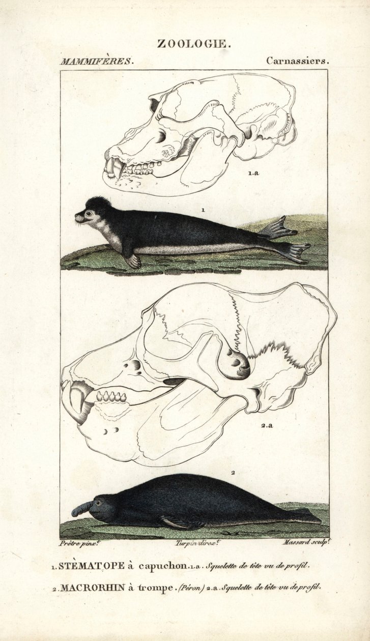 Le stematope à capuchon et le macrorhin a trompe ou elephant de mer - Eau forte，Jean Gabriel Pretre（1780-1845 年）著，Carnonkel 刻版，为 Frederic Cuvier 编著的《自然科学词典：哺乳动物》所作，Pierre Jean Francois Turpin（1775-1840 年）编辑 作者 未知艺术家