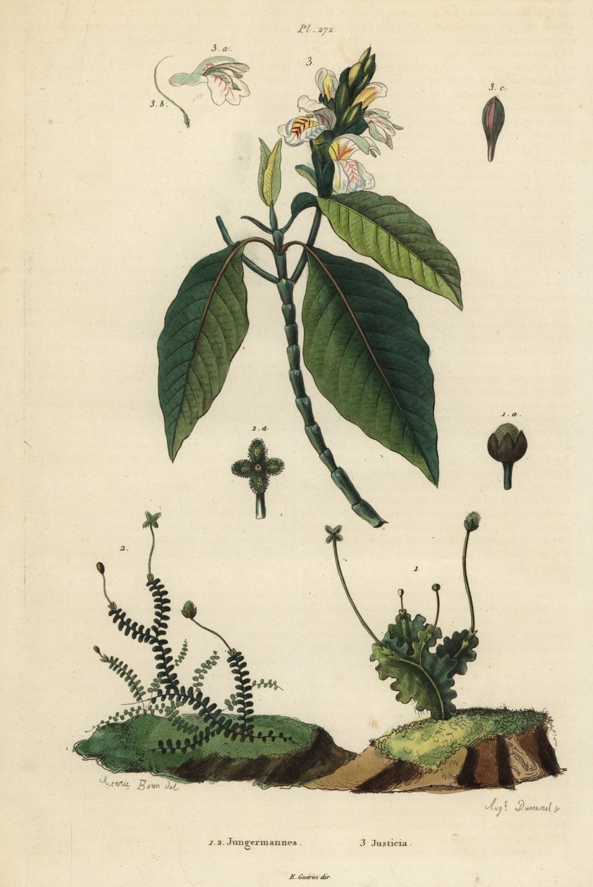 叶状肝吸虫，Jungermannia epiphylla 1和Jungermannia asplenoides 2，以及Malabar nut或adulsa, Justicia adhatoda 3。丛林植物，Justicia 作者 不明