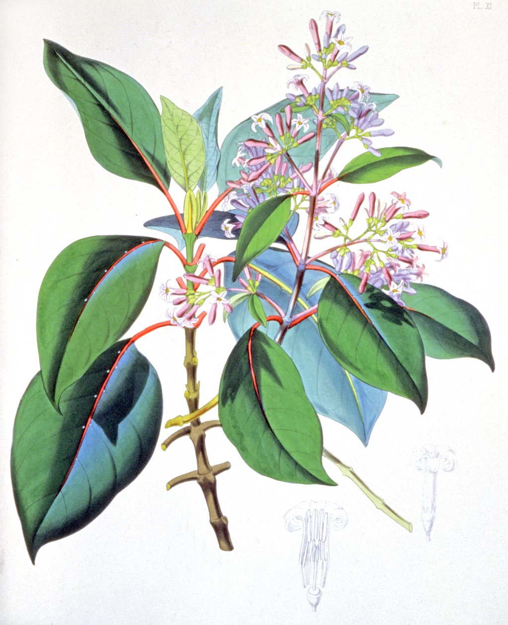 奎宁树的叶和花，约 1850 年（雕刻） 作者 未知艺术家