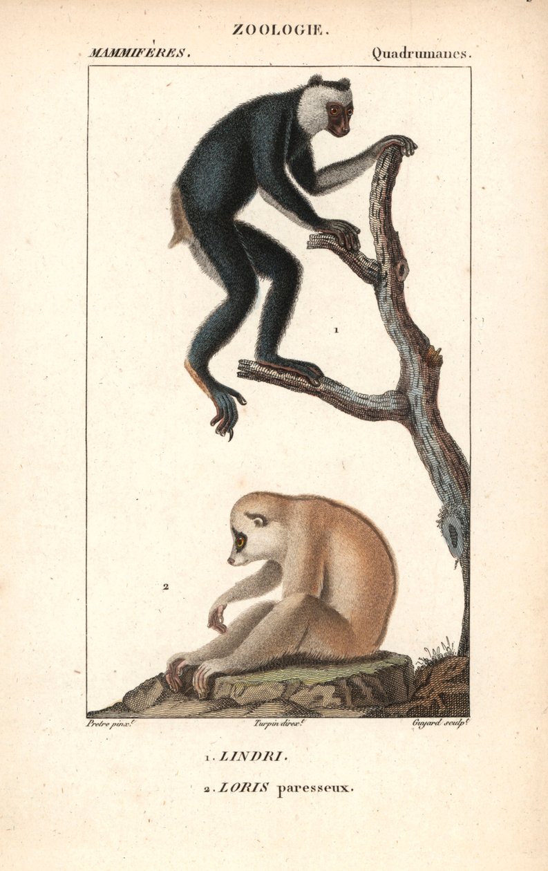 Lemurien indri indri et loris lazy - 石版画，插图作者 Jean Gabriel Pretre（1780-1885 年），由 Pierre Jean Francois Turpin（1775-1840 年）编辑，摘自 Frederic Cuvier 编著的《自然科学词典》，法国巴黎 作者 未知艺术家