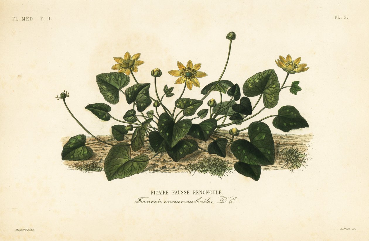 小白屈菜或白屈菜、 Ficaire verna、 Ficaire ranunculoides、 Ficaire fauss renoncule 作者 不明