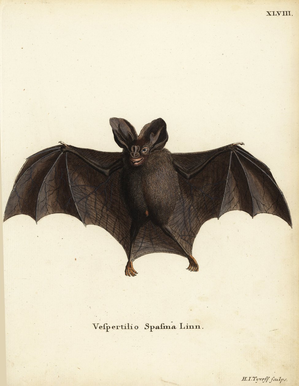 小假吸血蝙蝠，Megaderma spasma。Vespertilio spasma Linn.赫尔曼-雅各布-蒂罗夫（Hermann Jakob Tyroff）根据约翰-克里斯蒂安-丹尼尔-施雷伯（Johann Christian Daniel Schreber）的《自然动物图鉴》（或施雷伯的《神奇动物》）手工绘制的铜版画，德国埃尔兰根。 作者 未知艺术家