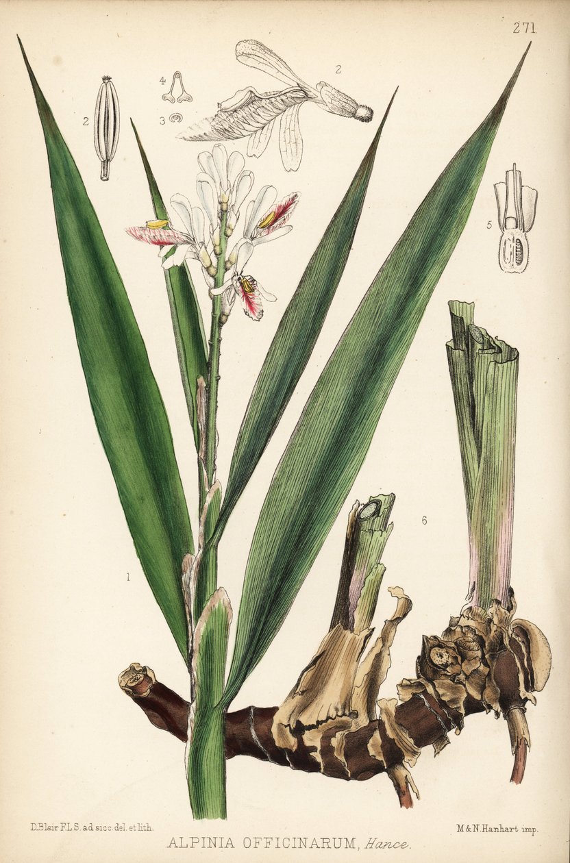 小高良姜，Alpinia officinarum。汉哈特根据伦敦罗伯特-本特利和亨利-特里门的《药用植物》中大卫-布莱尔的植物插图绘制的手工彩色石版画 作者 未知艺术家