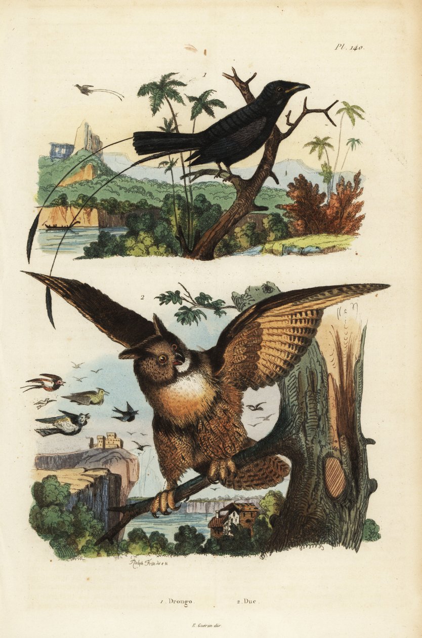 小拍尾乌鸦，Dicrurus remifer，和欧亚鹰鸮，Bubo bubo 作者 不明